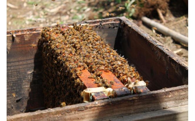 【川崎日航ホテル】かわさき産はちみつのマドレーヌ（10個入り） 141305_AZ59