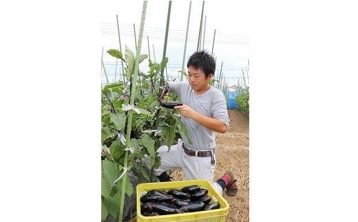 川崎市市内産新鮮野菜・農産物詰め合わせ 141305_BC01