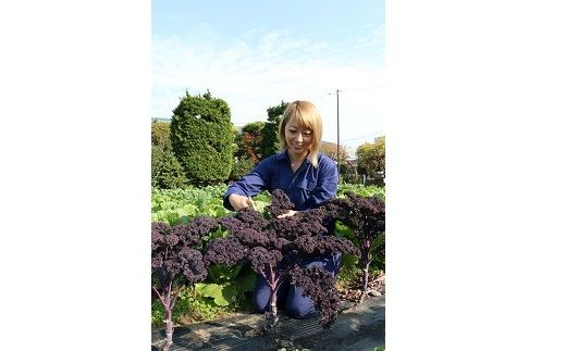 川崎市市内産新鮮野菜・農産物詰め合わせ 141305_BC01