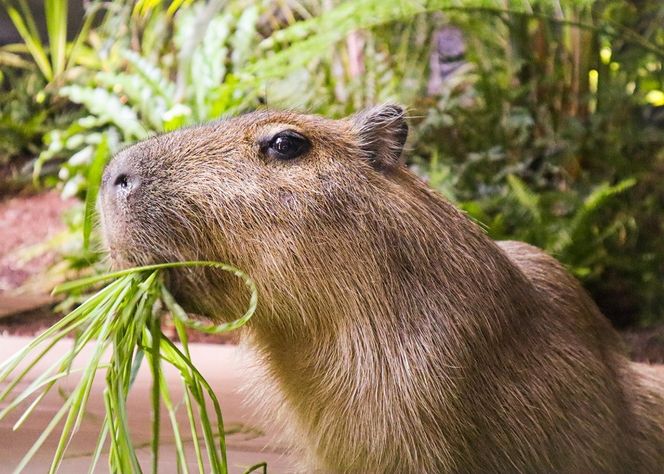 カワスイ 川崎水族館ペアチケット　 141305_CZ01