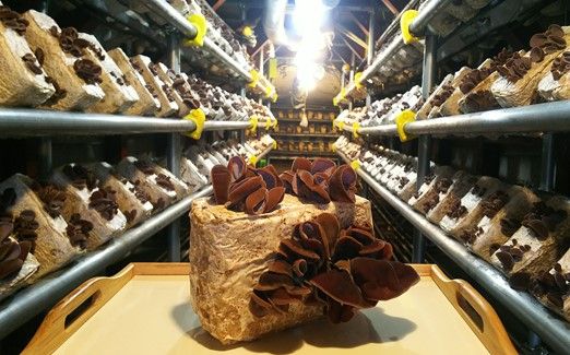 y_ސ쌧szh󍈂炰ij̃Zbg 141305_DH02