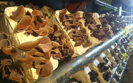 防空壕きくらげ（生）のセット 141305_DH02