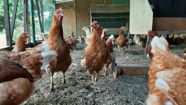 【定期便：6か月】単なる平飼いではない究極の卵『わたしたちのぷらいどたまご』3パック（30個）セット 141305_GX03