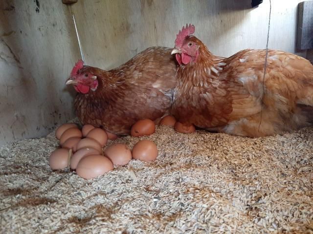 【定期便：6か月】単なる平飼いではない究極の卵『わたしたちのぷらいどたまご』3パック（30個）セット 141305_GX03