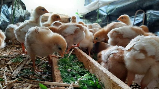 【定期便：6か月】単なる平飼いではない究極の卵『わたしたちのぷらいどたまご』3パック（30個）セット 141305_GX03