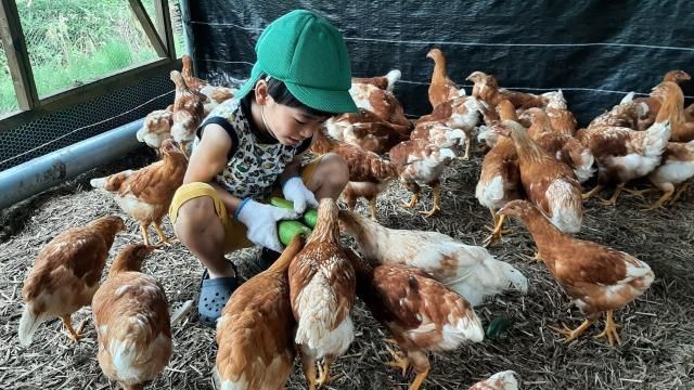 【定期便：6か月】単なる平飼いではない究極の卵『わたしたちのぷらいどたまご』3パック（30個）セット 141305_GX03