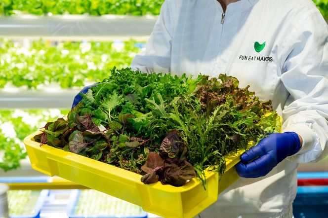 ミシュランシェフ御用達 鮮度2週間 無農薬6種リーフ500g 141305_HW002