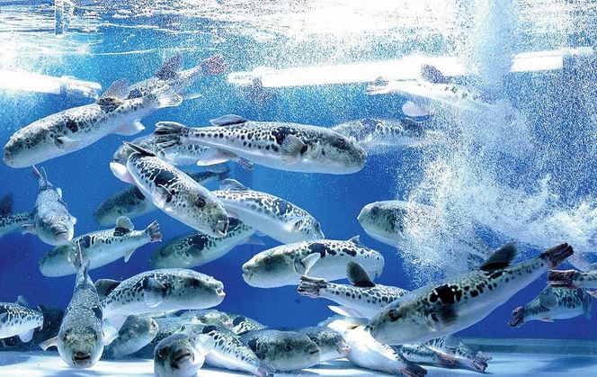 【とらふぐ亭】泳ぎとらふぐセットお食事券＜2名様分＞【国産高級とらふぐ使用】 141305_KB02