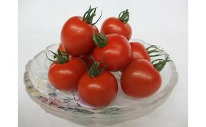 1013.【先行予約】【JA】ナンチューうまいトマト（中玉トマト）　A・250ｇ×8袋　※着日指定不可　※離島への配送不可　※2025年9月上旬頃～10月末頃に順次発送予定 313726_BN021