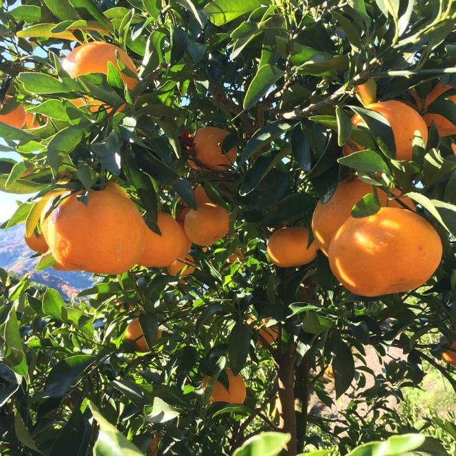 有田育ちの 完熟 ポンカン（ご家庭用）約5kg［先行予約］［MS45］ 303446_XD90196