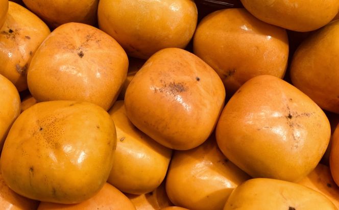 和歌山産貯蔵たねなし柿化粧箱入り（6玉～8玉入り）★2025年12月中旬頃より順次発送［TM124］ 303446_XH92190