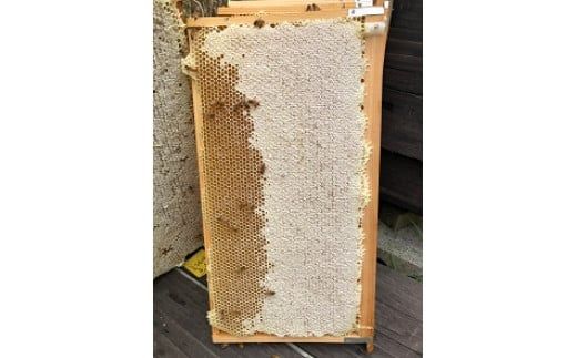 E030 純粋蜂蜜とんがり