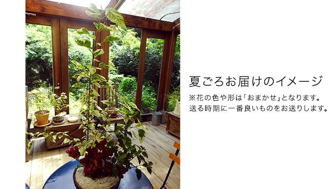 確実園 オリジナル 】 寄せ植え（おまかせ1点） ガーデニング 花