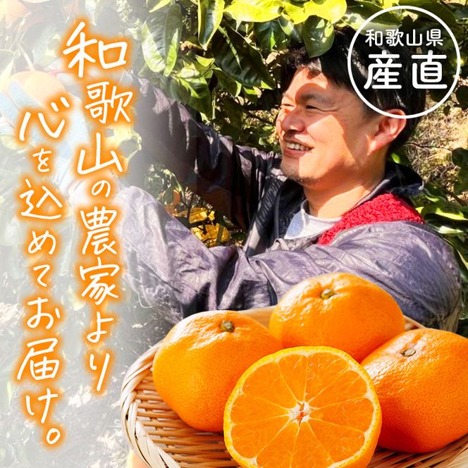 ［家庭用 訳あり］わかやま旬のカンキツ定期便[M] 全４回 3・5・9・11月発送［MS96］ 303446_XD90247