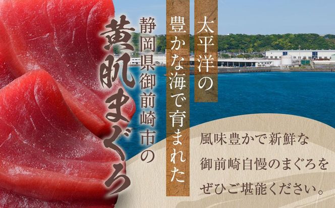 天然　黄肌まぐろ切り落し1kg (500g×2パック)　小分け パック  静岡県 御前崎    訳あり  マグロ 鮪 便利 刺身 食べやすい スライス 天然 赤身 新鮮 海鮮丼 寿司 魚 魚介類 海鮮 食品 お取り寄せ 冷凍  送料無料 222232_AK005