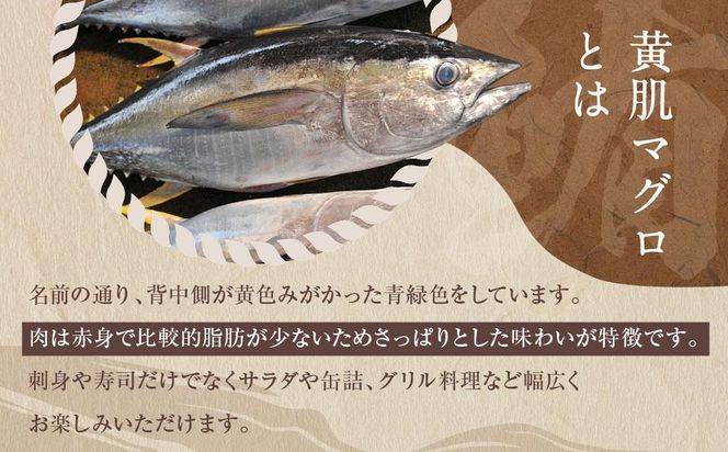 天然　黄肌まぐろ切り落し1kg (500g×2パック)　小分け パック  静岡県 御前崎    訳あり  マグロ 鮪 便利 刺身 食べやすい スライス 天然 赤身 新鮮 海鮮丼 寿司 魚 魚介類 海鮮 食品 お取り寄せ 冷凍  送料無料 222232_AK005