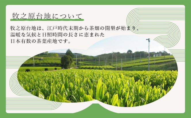 静岡深むし茶とミニ亀まんじゅう5ヶセット 222232_AN012