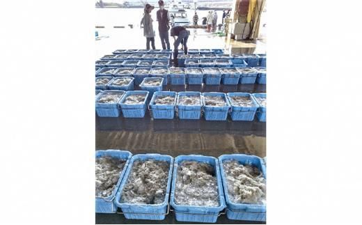 訳アリ　厳選生しらす　500g　おさしみしらす AR007 222232_AR007