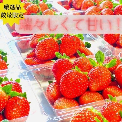 《限定1月発送》  朝採り同日出荷 イチゴ　御前崎産かおり野　1kg(250g×4パック) 222232_BQ002