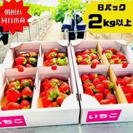 《限定4月発送》  朝採り同日出荷 いちご　御前崎産かおり野　2kg(250g×8パック)｜フルーツ 果物 くだもの 果実 おやつ デザート 静岡 222232_BQ004