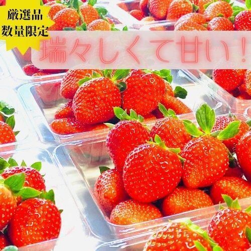 《限定4月発送》  朝採り同日出荷 いちご　御前崎産かおり野　2kg(250g×8パック)｜フルーツ 果物 くだもの 果実 おやつ デザート 静岡 222232_BQ004