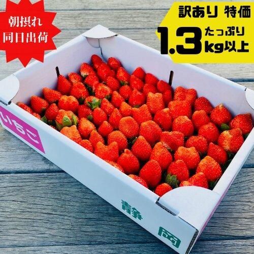 【訳あり】《限定4月発送》  朝採り同日出荷 いちご　御前崎産かおり野　訳ありお得パック 1.3kg｜フルーツ 果物 くだもの 果実 おやつ デザート 静岡 222232_BQ006