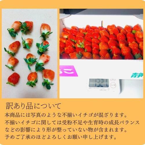 【訳あり】《限定4月発送》  朝採り同日出荷 いちご　御前崎産かおり野　訳ありお得パック 1.3kg｜フルーツ 果物 くだもの 果実 おやつ デザート 静岡 222232_BQ006