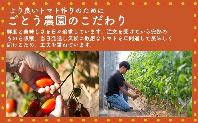 高糖度の完熟トマトを使用 510トマトビーフカレー（箱付き・パウチ包装タイプ）4パック  訳あり 人にも環境にも優しい エコ こだわり レトルト カレー  シチュー おいしい 人気 リピート多数 非常食 保存食 長期保存 防災食 備蓄食 災害用品 災害用保存食 防災グッズ 防災用品 222232_BR002