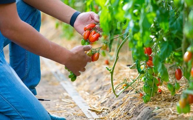【先行受付 2025年12月発送】トマトが苦手な子でも食べれちゃう！高糖度 完熟フルーツトマトとミニトマトの食べくらべセット　1.2kg こだわりの減農薬  糖度8～13度 リピーター多数 大容量 コスパ 新鮮  人にも地球にも優しいトマト 222232_BR003