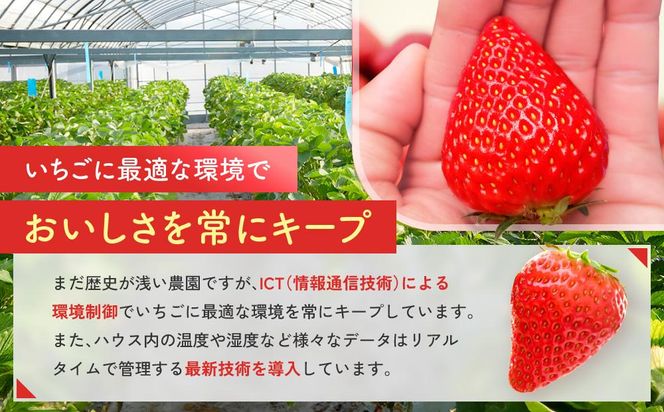 先行受付【静岡県産いちご】完熟紅ほっぺ2パックセット（300g×2パック）【2027年1月下旬～発送予定】 222232_CF001