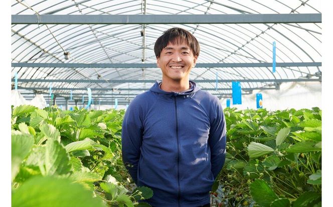 先行受付【静岡県産いちご】完熟紅ほっぺ2パックセット（300g×2パック）【2027年1月下旬～発送予定】 222232_CF001