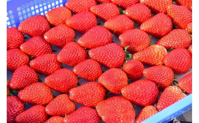 先行受付【静岡県産いちご】完熟紅ほっぺ2パックセット（300g×2パック）【2027年1月下旬～発送予定】 222232_CF001