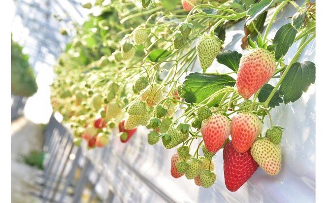 先行受付【静岡県産いちご】完熟紅ほっぺ2パックセット（300g×2パック）【2027年1月下旬～発送予定】 222232_CF001