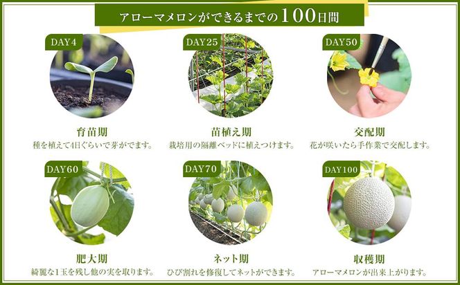 等級「白」アローマメロン　計8.4kg以上（1.4kg以上 6個入れ)　静岡が世界に誇る最高級メロン　大玉 222232_CH005