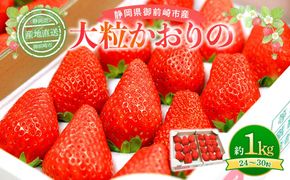 先行受付【2026年2月中旬以降発送予定】「かおりの」大粒　満足セット 約1kg　農家直送！　数量限定 222232_CW003