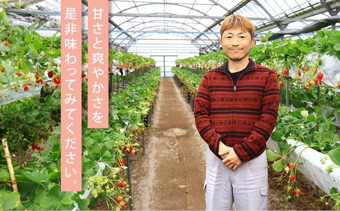 先行受付【2026年2月中旬以降発送予定】「かおりの」大粒　満足セット 約1kg　農家直送！　数量限定 222232_CW003