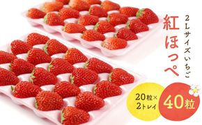 【2026年出荷の先行予約】2Lサイズ　 静岡いちご「紅ほっぺ」40粒　総重量約600ｇ　【20粒（約300ｇ）×2トレイ】 数量限定　人気　リピート多数 222232_DD003