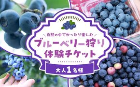 ブルーベリー狩り体験チケット　1名様分 232238_CW003