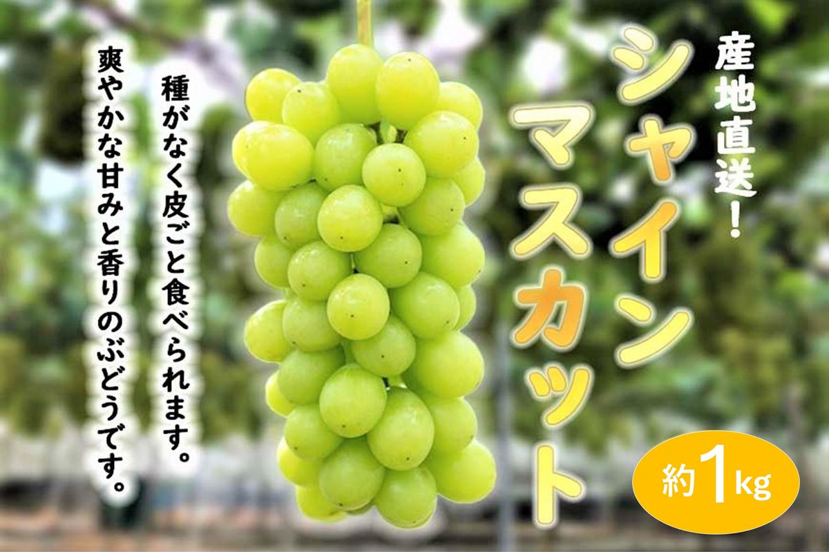 お届けは2025年8月から!★ 産地直送 シャインマスカット約1キロ入り 232238_A016-PR