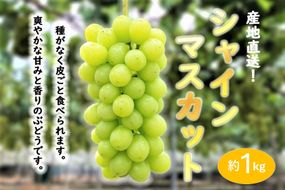 ★お届けは2026年8月から！★ 　産地直送 シャインマスカット約1キロ入り 232238_A016-PR