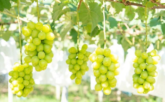 ★お届けは2026年8月から！★ 　産地直送 シャインマスカット約1キロ入り 232238_A016-PR