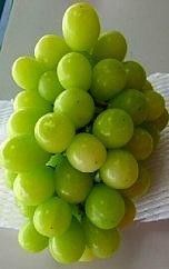 ★お届けは2026年8月から！★ 　産地直送 シャインマスカット約1キロ入り 232238_A016-PR