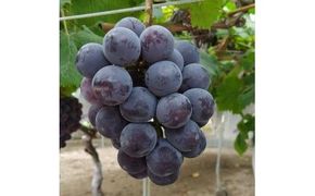 260.ぶどう　ピオーネ　1.5kg以上　※2026年8月下旬頃に順次発送予定　※北海道・沖縄・離島への発送不可 313726_AA002