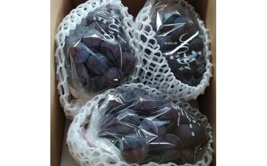 260.ぶどう　ピオーネ　1.5kg以上　※2026年8月下旬頃に順次発送予定　※北海道・沖縄・離島への発送不可 313726_AA002