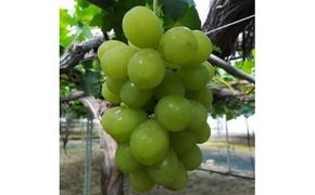 276.ぶどう　ロザリオビアンコ　1.5kg以上 産地直送　※2026年9月中旬～下旬頃に順次発送予定　※北海道・沖縄・離島への発送不可 313726_AA005
