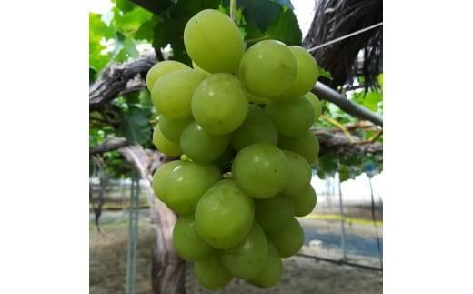 276.ぶどう　ロザリオビアンコ　1.5kg以上 産地直送　※2026年9月中旬～下旬頃に順次発送予定　※北海道・沖縄・離島への発送不可 313726_AA005