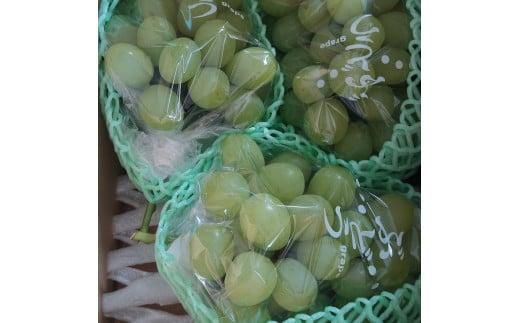 276.ぶどう　ロザリオビアンコ　1.5kg以上 産地直送　※2026年9月中旬～下旬頃に順次発送予定　※北海道・沖縄・離島への発送不可 313726_AA005