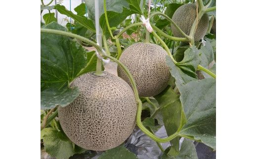 958.タカミメロン　中玉3～4玉入り　4kg前後　1箱　※2026年7月上旬～中旬　※北海道・沖縄・離島への配送不可 313726_AA012