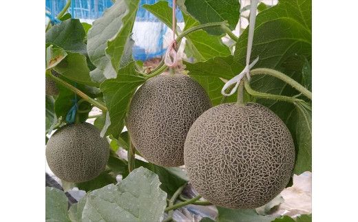 958.タカミメロン　中玉3～4玉入り　4kg前後　1箱　※2026年7月上旬～中旬　※北海道・沖縄・離島への配送不可 313726_AA012