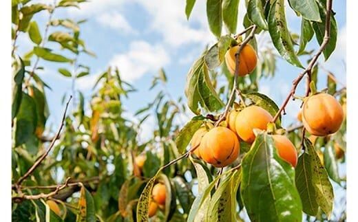 919.ころ柿 10個入り 313726_AM013